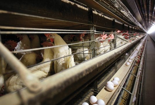 A federal jury ruled that several major egg producers, including Rose Acre Farms, shown in Stuart, Iowa, conspired to limit the supply of eggs in order to raise prices in a lawsuit first filed 12 years ago.