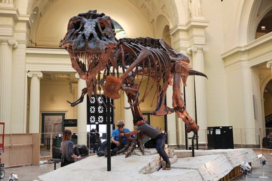 Sue, the Tyrannosaurus rex skeleton, is shown at the Field Museum in 2018. For years, Sue was at the center of a legal battle, and the latest dispute involves who inherits what's left of the money created by the sale of Sue.